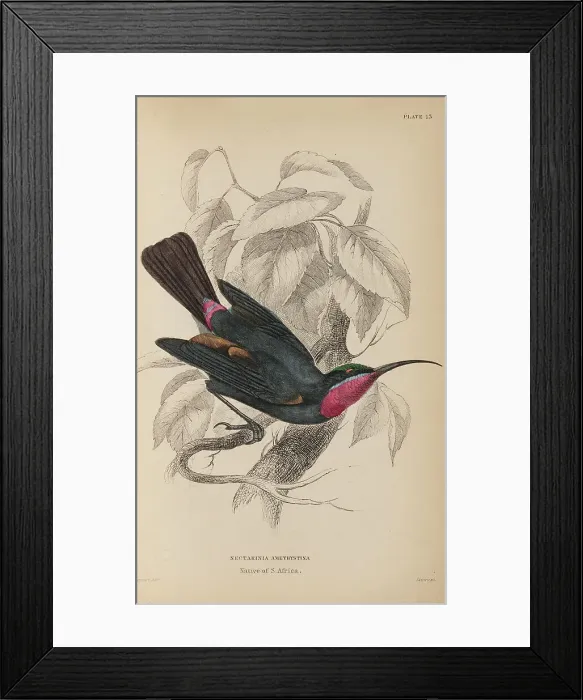 Framed Print : 1835 Antique Art Biology Bird Birds Classification