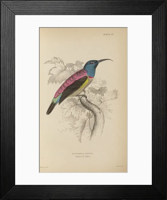Framed Print : 1835 Antique Art Biology Bird Birds Classification Framed Print : 1835 Antique Art Biology Bird Birds Classification
