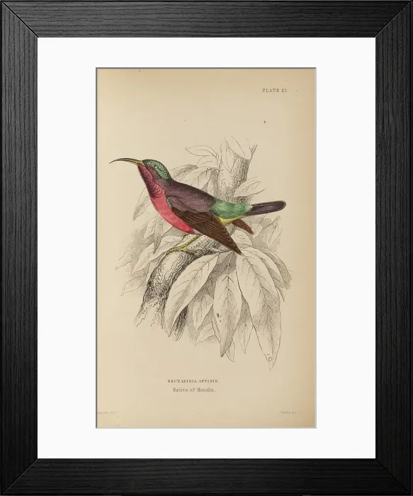 Framed Print : 1835 Antique Art Biology Bird Birds Classification