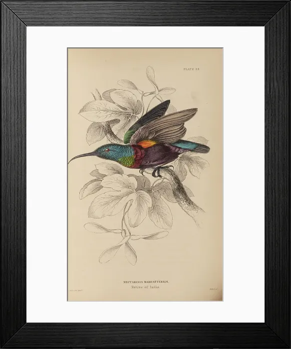 Framed Print : 1835 Antique Art Biology Bird Birds Classification Framed Print : 1835 Antique Art Biology Bird Birds Classification