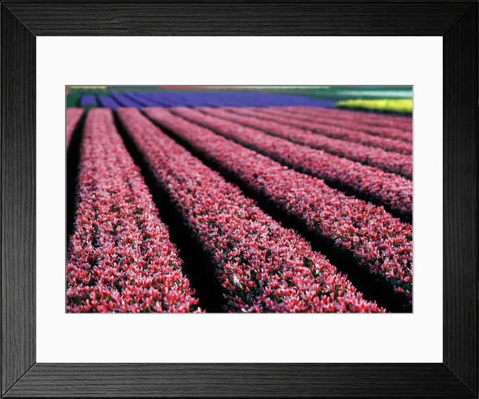 Framed Print : Tulip farm in bloom, Keukenhof Gardens