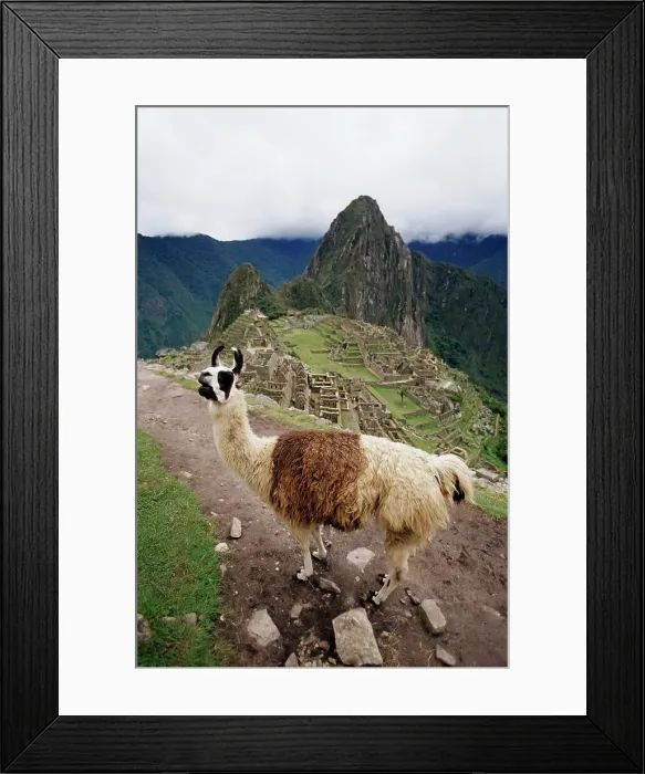Framed Print : Llama (Lama glama) on a mountain Framed Print : Llama (Lama glama) on a mountain
