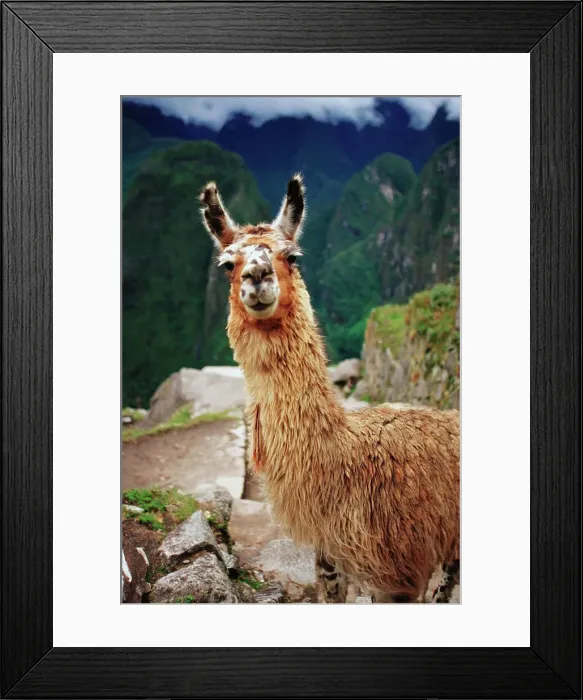 Framed Print : Close-up of a Llama (Lama glama)