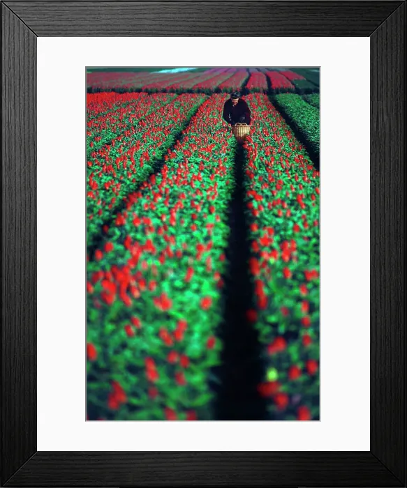 Framed Print : Tulip farm in bloom, Keukenhof Gardens Framed Print : Tulip farm in bloom, Keukenhof Gardens