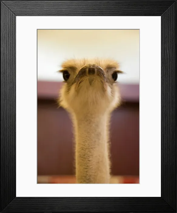 Framed Print : Close-up of an ostrich (Struthio camelus) head