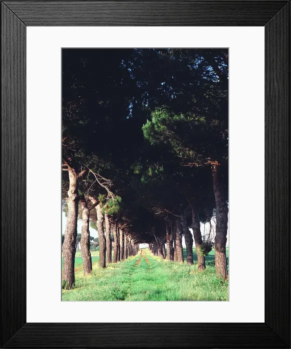 Framed Print : Treelined in a farm, Tuscany, Italy Framed Print : Treelined in a farm, Tuscany, Italy
