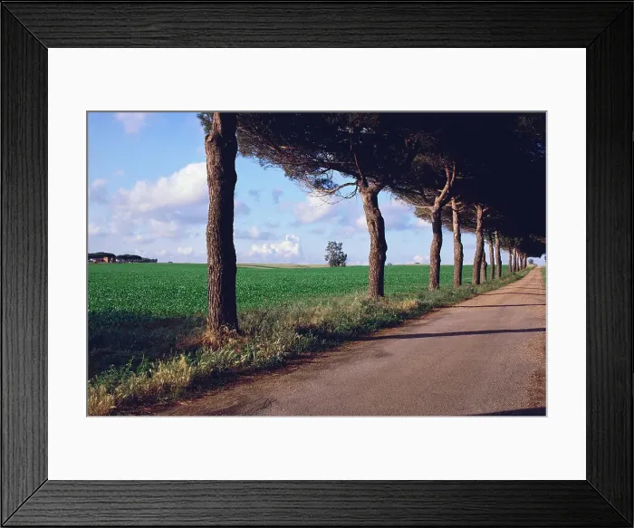 Framed Print : Treelined along a road, Tuscany, Italy Framed Print : Treelined along a road, Tuscany, Italy