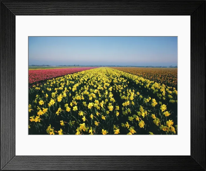 Framed Print : Tulip farm in bloom, Keukenhof Gardens