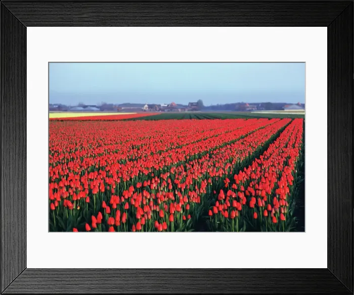 Framed Print : Tulip farm in bloom, Keukenhof Gardens Framed Print : Tulip farm in bloom, Keukenhof Gardens