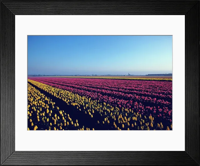 Framed Print : Tulip farm in bloom, Keukenhof Gardens Framed Print : Tulip farm in bloom, Keukenhof Gardens