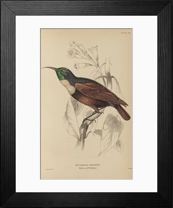 Framed Print : 1835 Antique Art Biology Bird Birds Classification Framed Print : 1835 Antique Art Biology Bird Birds Classification