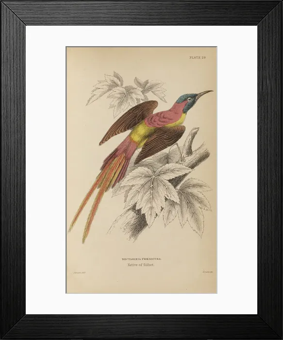 Framed Print : 1835 Antique Art Biology Bird Birds Classification Framed Print : 1835 Antique Art Biology Bird Birds Classification