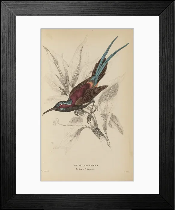 Framed Print : 1835 Antique Art Biology Bird Birds Classification Framed Print : 1835 Antique Art Biology Bird Birds Classification