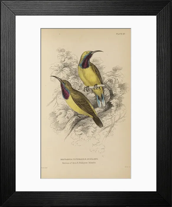 Framed Print : 1835 Antique Art Biology Bird Birds Classification Framed Print : 1835 Antique Art Biology Bird Birds Classification