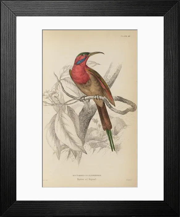 Framed Print : 1835 Antique Art Biology Bird Birds Classification Framed Print : 1835 Antique Art Biology Bird Birds Classification