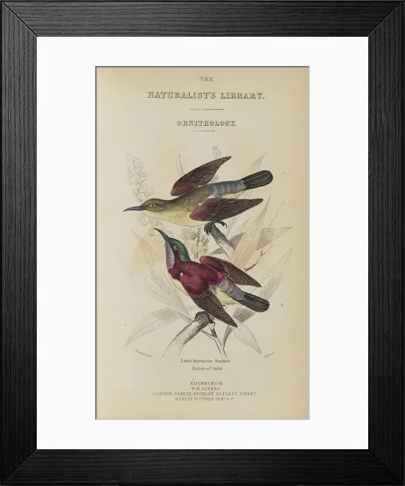 Framed Print : 1835 Antique Art Biology Bird Birds Classification Framed Print : 1835 Antique Art Biology Bird Birds Classification