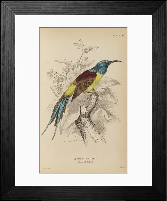 Framed Print : 1835 Antique Art Biology Bird Birds Classification Framed Print : 1835 Antique Art Biology Bird Birds Classification