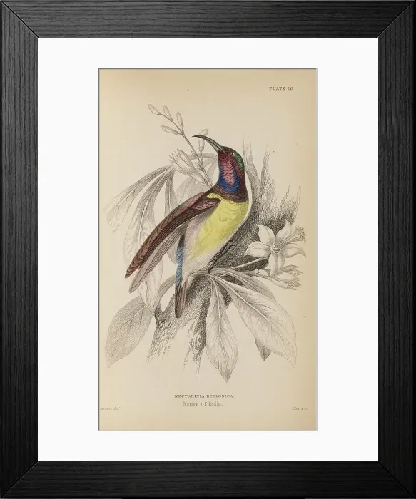 Framed Print : 1835 Antique Art Biology Bird Birds Classification Framed Print : 1835 Antique Art Biology Bird Birds Classification