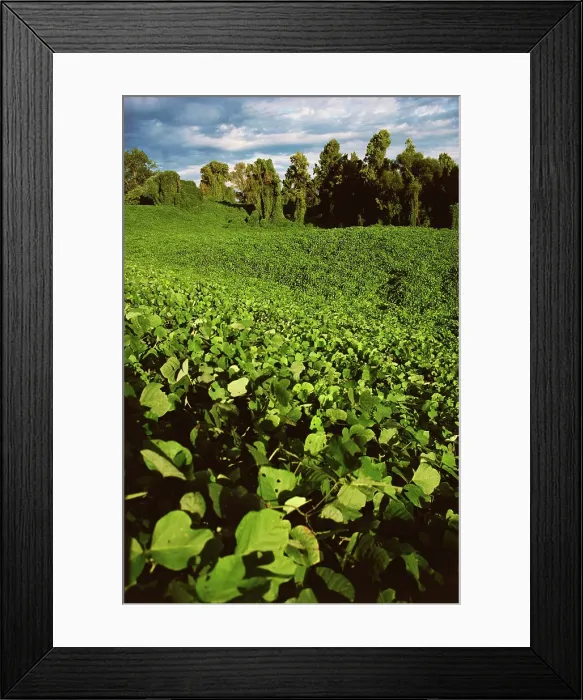 Framed Print : Kudzu covered landscape, Yazoo City Framed Print : Kudzu covered landscape, Yazoo City