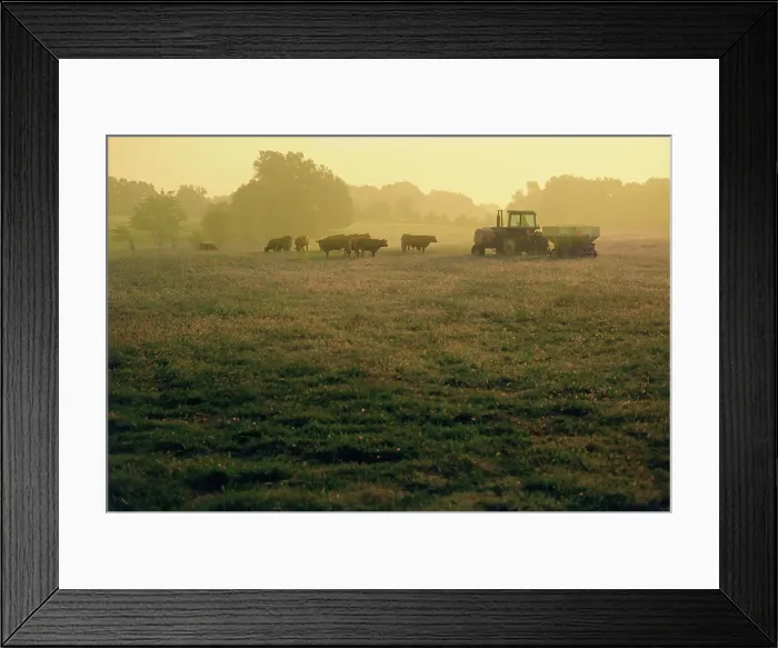 Framed Print : Cattle and tractor in a field at dawn Framed Print : Cattle and tractor in a field at dawn