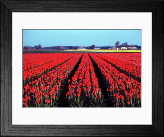 Framed Print : Tulip farm in bloom, Keukenhof Gardens Framed Print : Tulip farm in bloom, Keukenhof Gardens