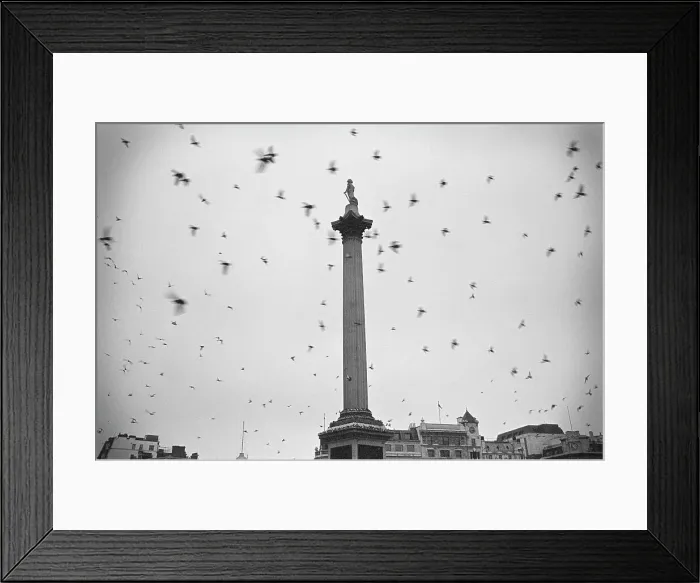 Framed Print : Pigeons flying over a column, Nelson's Column Framed Print : Pigeons flying over a column, Nelson's Column