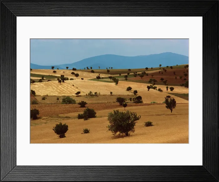 Framed Print : Trees in a hilly landscape, Turkey Framed Print : Trees in a hilly landscape, Turkey