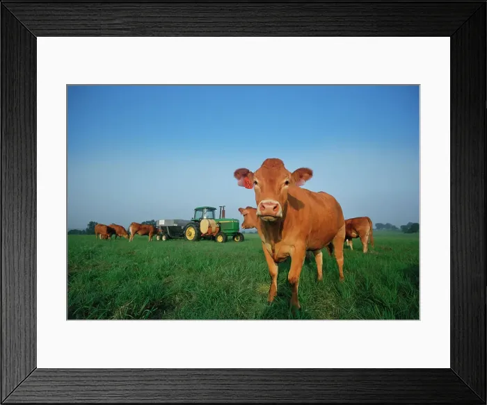 Framed Print : Herd of cows in a farm, Mississippi, USA Framed Print : Herd of cows in a farm, Mississippi, USA