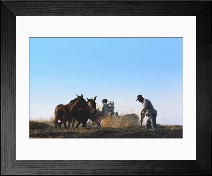 Framed Print : Farmer with horses in a field, Santorini Framed Print : Farmer with horses in a field, Santorini