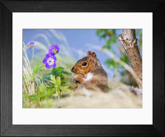 Framed Print : England, London, Southwark, Grey Squirrel Framed Print : England, London, Southwark, Grey Squirrel