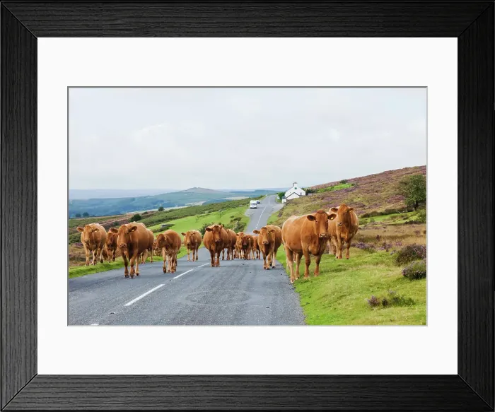 Framed Print : England, Devon, Dartmoor, Cattle on Road Framed Print : England, Devon, Dartmoor, Cattle on Road