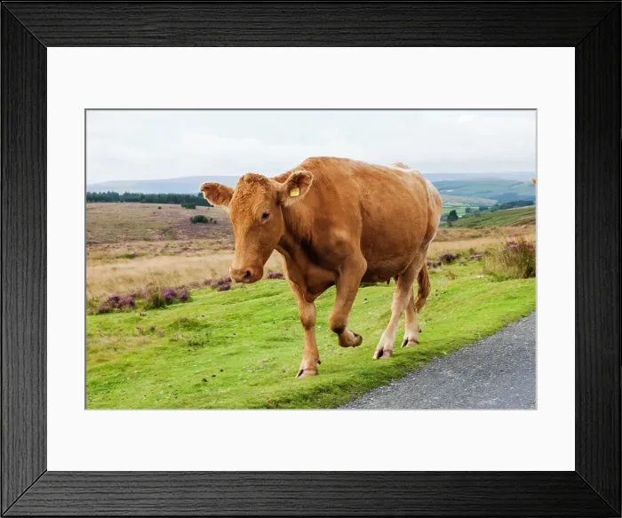 Framed Print : England, Devon, Dartmoor, Cow in Field Framed Print : England, Devon, Dartmoor, Cow in Field