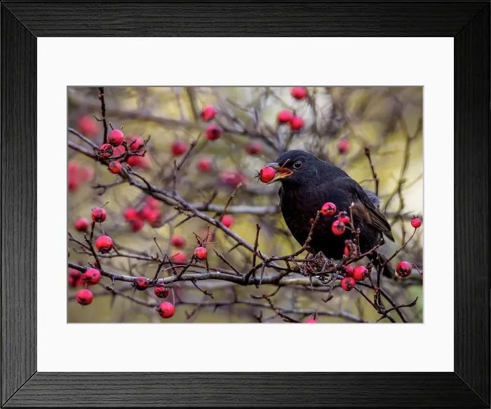 Framed Print : UK, England, Blackbird Male (Turdus mercula) eating Hawthorn berries Framed Print : UK, England, Blackbird Male (Turdus mercula) eating Hawthorn berries