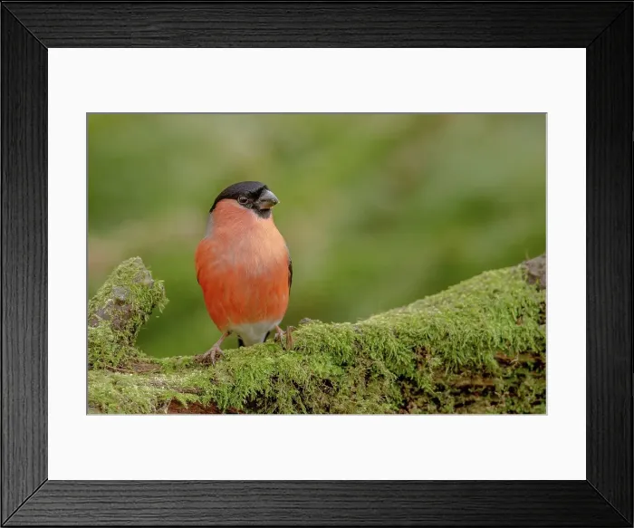 Framed Print : Male Bullfinch (Pyrrhula pyrrhula) perching on a tree branch Framed Print : Male Bullfinch (Pyrrhula pyrrhula) perching on a tree branch