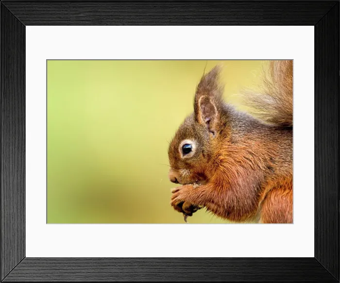 Framed Print : Red squirrel (Sciurus vulgaris) feeding on bird table Framed Print : Red squirrel (Sciurus vulgaris) feeding on bird table