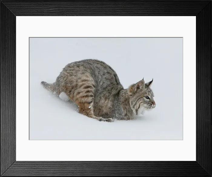 Framed Print : Bobcat (Lynx rufus) running in deep snow