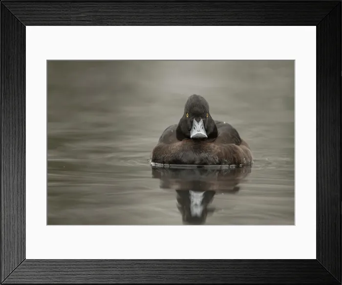 Framed Print : Tufted Duck, Aythya fuligula, female Framed Print : Tufted Duck, Aythya fuligula, female