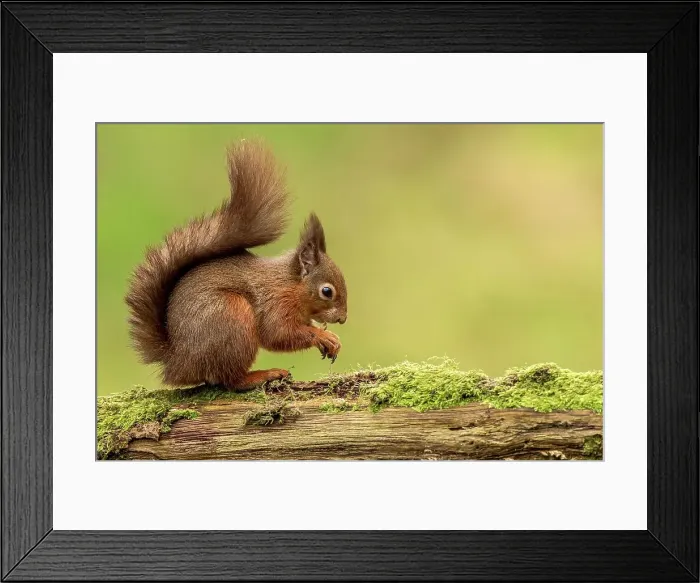 Framed Print : Red squirrel (Sciurus vulgaris) on tree stump