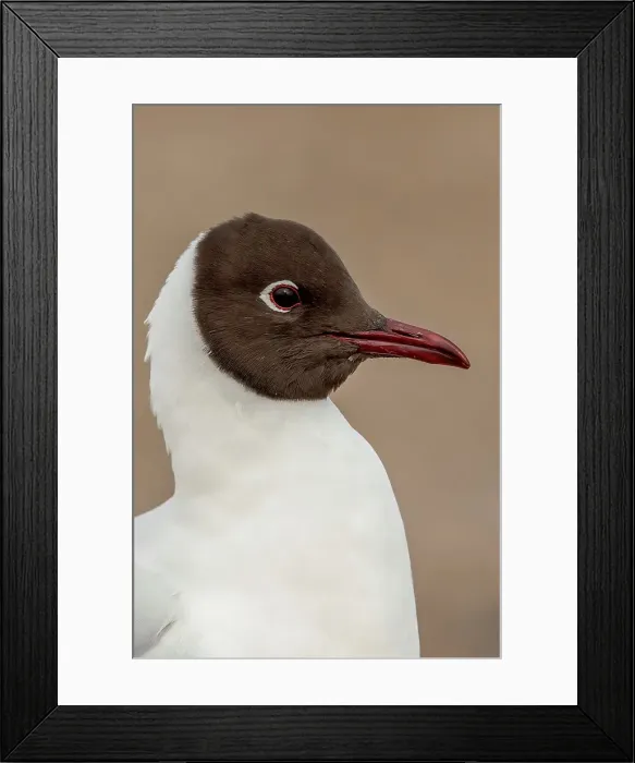 Framed Print : United Kingdom, Norfolk, Black headed Gull (Larus ridibundus) in full summer plumage Framed Print : United Kingdom, Norfolk, Black headed Gull (Larus ridibundus) in full summer plumage