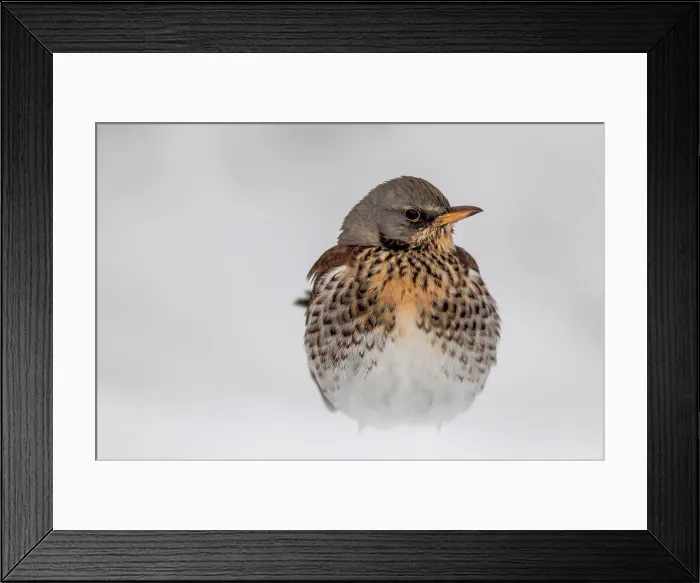 Framed Print : Close-up of FieldFare (Turdus pilaris) in snow, Norfolk, England Framed Print : Close-up of FieldFare (Turdus pilaris) in snow, Norfolk, England