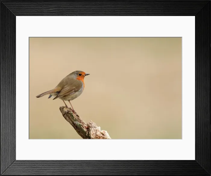 Framed Print : United Kingdom, Norfolk, Robin (European Eritharcus rubercula) perching Framed Print : United Kingdom, Norfolk, Robin (European Eritharcus rubercula) perching