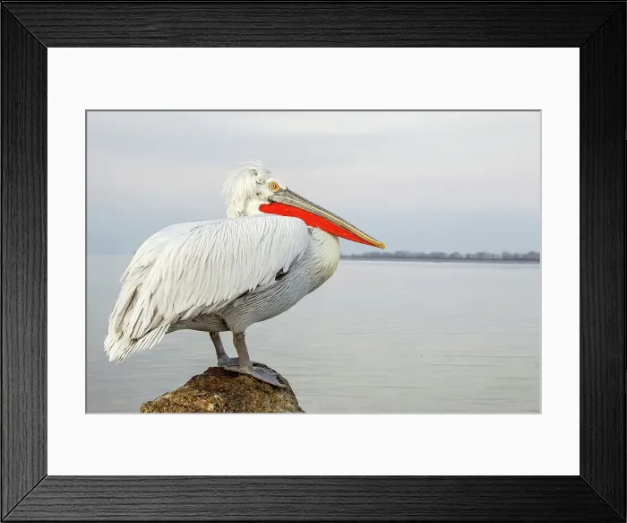 Framed Print : Dalmatian Pelican (Pelecanus crispus) sitting on a rock Framed Print : Dalmatian Pelican (Pelecanus crispus) sitting on a rock