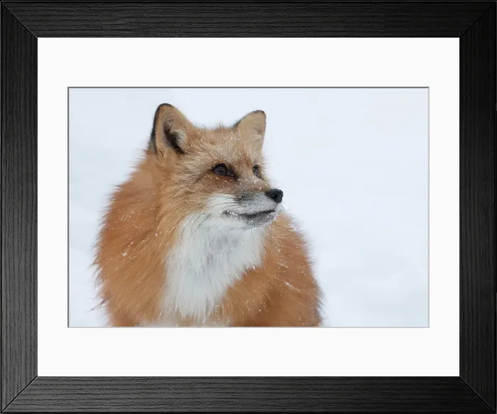 Framed Print : Red Fox ( Vulpes vulpes fulves) in deep snow Framed Print : Red Fox ( Vulpes vulpes fulves) in deep snow