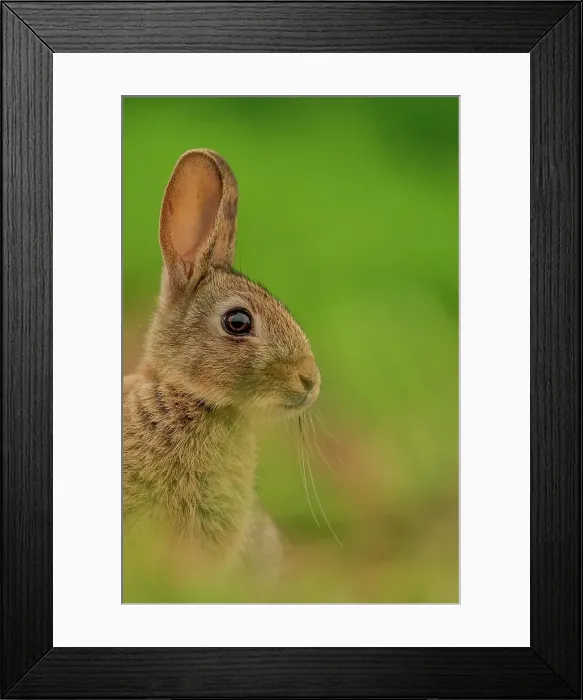 Framed Print : UK, Norfolk, Rabbit (Oryctolagus cuniculus) Framed Print : UK, Norfolk, Rabbit (Oryctolagus cuniculus)