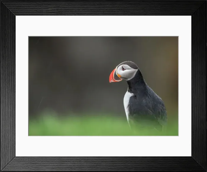 Framed Print : Puffin (Fratercula arctica) in the rain Framed Print : Puffin (Fratercula arctica) in the rain
