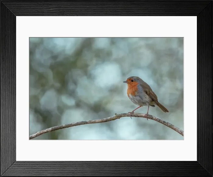 Framed Print : UK, Norfolk, Robin (European Eritharcus rubercula) perching on twig Framed Print : UK, Norfolk, Robin (European Eritharcus rubercula) perching on twig