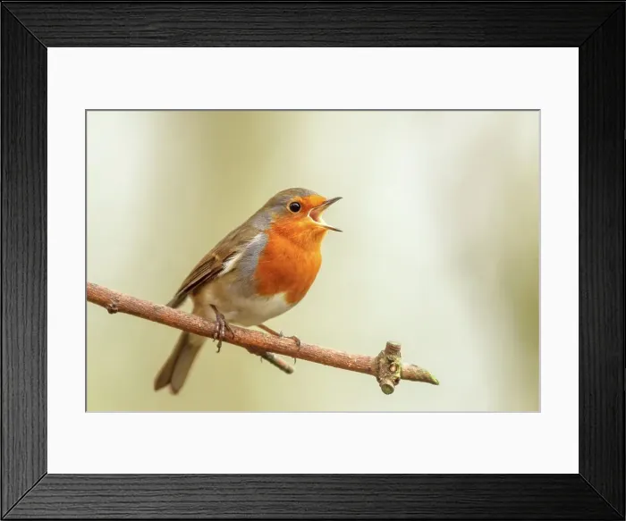 Framed Print : Close-up of a European Robin (Erithacus rubecula) singing Framed Print : Close-up of a European Robin (Erithacus rubecula) singing