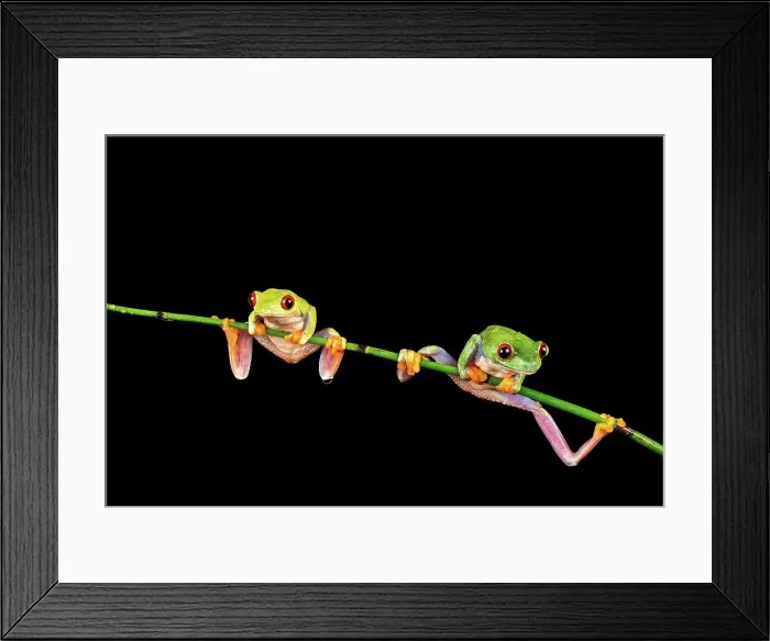 Framed Print : Male and female Red-Eyed Tree frogs (Agalychnis callidryas) isolated on black background
