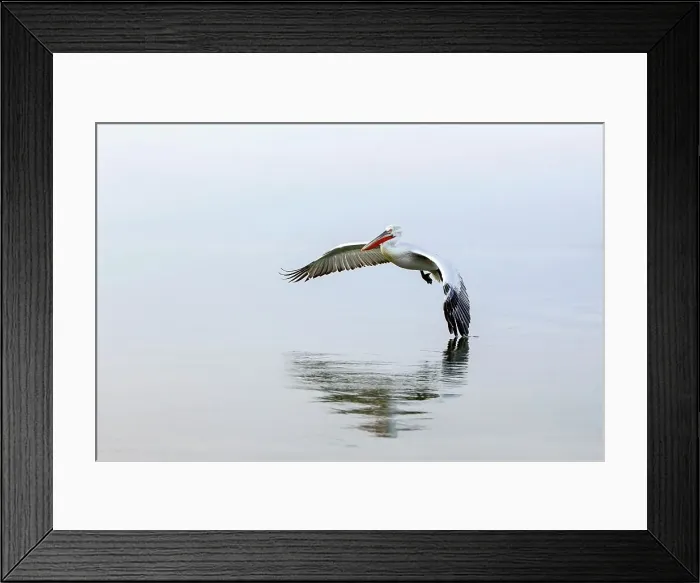 Framed Print : Dalmatian Pelican (Pelecanus crispus) in flight Framed Print : Dalmatian Pelican (Pelecanus crispus) in flight