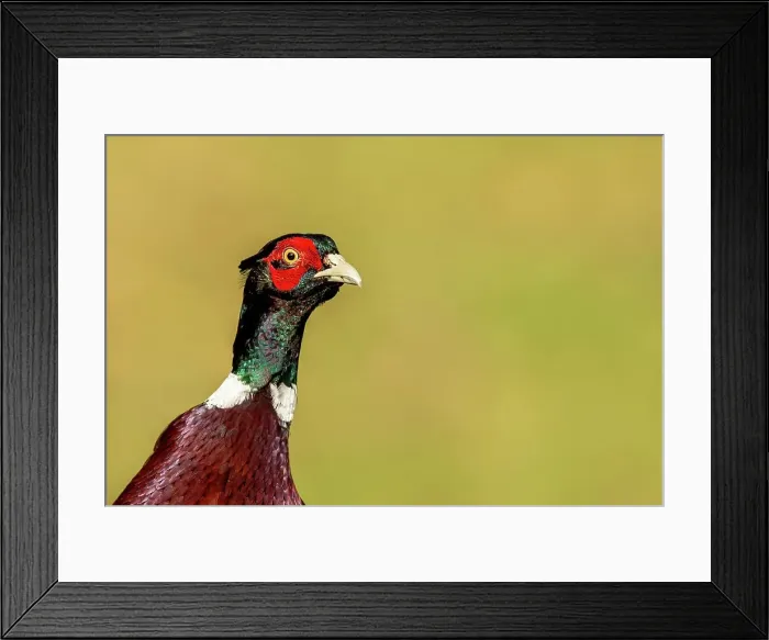 Framed Print : Close-up of a male Common pheasant (Phasianus colchicus)